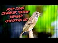 Download Lagu AUTO CENGKOK ISIAN MEWAH DENGER INI - MASTERAN BLACKTHROAT GACOR SUARA JERNIH FAVORITE