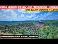 Download Lagu Ratusan Hektar ‼️ Blusukan ke Lokasi Perkebunan Terbesar di Wonogiri | Bukit dewa dewi