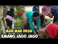 Download Lagu Ini Dia Satu Satunya Gadis Desa Yang Paling Berani Manjat Pohon Setinggi Ini ~ Pesona Gadis Desa