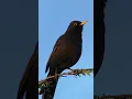 Download Lagu Burung Hitam Bernyanyi - Suara Musim Semi #burung