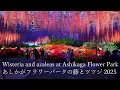 Lagu Met de blauwe regen en azalea's in volle bloei is het Ashikaga Flower Park een waar bloemenparadijs.