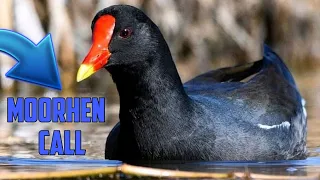 Download Moorhen Bird Real Hunt Sound Call MP3