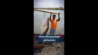 بحجم مذهل صياد سوداني يصطاد سمكة عجل عملاقة بمنطقة مروي بالولاية الشمالية 