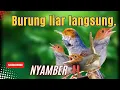 Download Lagu Suara Pikat PRENJAK KEPALA MERAH Ampuh Langsung Nyamber.