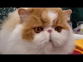CFA Cat Show Maryland 2024 See Championship Cats Up Close