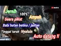Download Lagu Suara pemikat babi hutan betina pemanggil jantan || berburu babi hutan