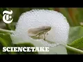 To Survive This Bug Builds a House of Bubbles ScienceTake