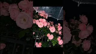 انت الحبيب عايش بدلالي اللهم عجل لوليك الفرج 