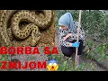 Download Lagu Ponovo💥ZMIJA U PLASTENIKU💥ČUVAJTE SE‼️Ovo je KATASTROFA‼️