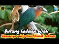 Download Lagu Kadalan birah gacor/Burung kadalan birah gacor/Suara pikat ampuh burung kadalan gacor