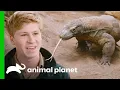 Breeding Komodo Dragons at Australia Zoo Crikey It s the Irwins