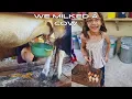 Milking a Cow for the First Time