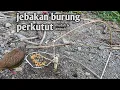 Download Lagu cara membuat jebakan burung perkutut yang mudah