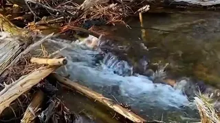 suara air mengalir dan burung untuk relaksasi santai tidur diiringi piano