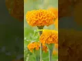 Download Lagu 🌼 Amazing Facts About Marigold You Didn’t Know! | Marigold Flower Secrets 🌼