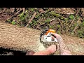 Download Lagu Stihl 400 1 nach der Reparatur mit Soma FK 60
