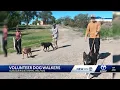 Albuquerque looking for dog walking volunteers
