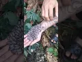 Download Lagu Ticks cling to my hand😱😱#feliznavidad #funny #millipede #navidad #shots