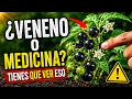 Nightshade Healing or Toxic The Hidden Truth