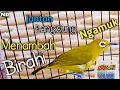 Download Lagu Pleci betina Birahi Memanggil Jantan !! Pleci Jantan Langsung Gacor