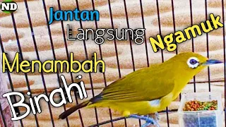 Download Pleci betina Birahi Memanggil Jantan !! Pleci Jantan Langsung Gacor MP3