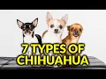7 Different Types Of Chihuahua And Their Dogs