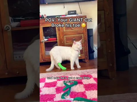 Pray for boba to recover well 😟 #shorts #kitty #cats #pov