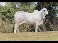 MORENO MS LADY PRESUMIDA 376