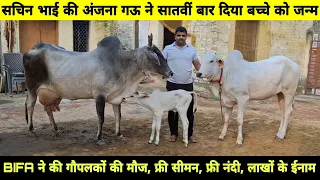 अंजना गऊ ने सातवीं बार दिया बच्चा👍 BIFA संस्था ने कर दी मौज💲फ्री सीमन, फ्री नंदी, लाखों के ईनाम