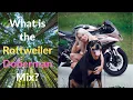 Rottweiler Doberman Mix What is the Rottweiler Doberman Mix
