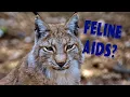 Feline Immunodeficiency virus FIV All about Kitty Aids