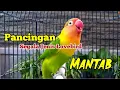 LOVEBIRD FIGHTER NGEKEK PANJANG, Pancingan Paling MANTAB Buat Segala Jenis Lovebird