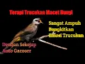 Lagu SUARA TERAPI BURUNG TRUCUKAN PALING AMPUH UNTUK TRUCUKAN STRESS MALAS BUNYI, DENGAN PANCINGAN \u0026 ALAM