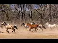 Dude Ranches of Arizona Teaser