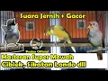 Download Lagu MASTERAN KENARI GACOR ISIAN SUPER MEWAH - CIBLEK, BLACKTHROAT DAN SIKATAN LONDO