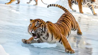 Funny Animals React to Crazy Weather