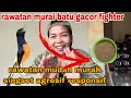 Lagu rawatan murai batu medan gacor full isian