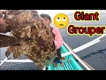 Download Lagu First time sumama Ng Bata Malaki pa sa kanya Ang huling Giant Grouper!