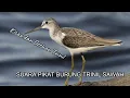 Download Lagu DIJAMIN DATANG...!!! SUARA BURUNG TRINIL SAWAH COCOK UNTUK MIKAT atau PIKAT