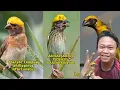 Download Lagu 3 jenis Manyar asli Indonesia, cantiknya alami gak pakai pemanis buatan 😁
