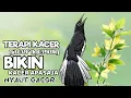 Download Lagu PANCINGAN KACER NGEPLONG MEMANCING KACER APASAJA SUPAYA BUNYI GACOR DIPAGI HARI