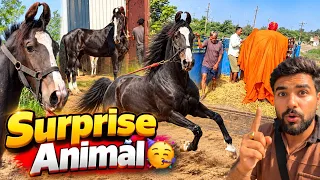 We Already Have Every Animal… But A Surprise New Pet Is Coming? 😱🥳