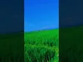 Lagu #Dsn Kendal ## Fyp#pemandangan sawah