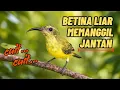 Lagu Cuitan sogon betina liar buat jantan emosi 🔥🔥🔥