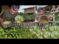Lagu Hidup sederhana Panen labu dan berbagai hasil kebun untuk membuat kolak manis  hidup di hutan