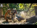 Download Lagu WILD RAINFOREST | Survival Battles in Asia’s Ancient Jungle | Animal Documentary