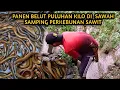 Download Lagu NGUKUY BELUT DI SAWAH BEKAS RAWA HASILNYA MELIMPAH#ngukuybelut#bocilngotektak