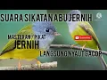Download Lagu Suara pikat / masteran sikatan kepala abu