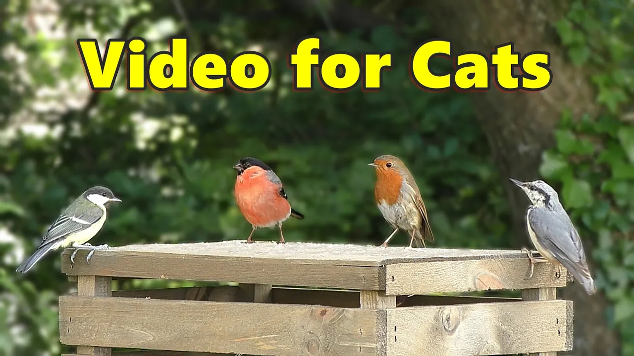 Videos for Cats to Watch ~ Garden Birds of Many Colours ⭐ 8 HOURS ⭐