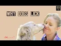 why dogs lick you why dogs lick your face interesting facts i am Aegan tamil